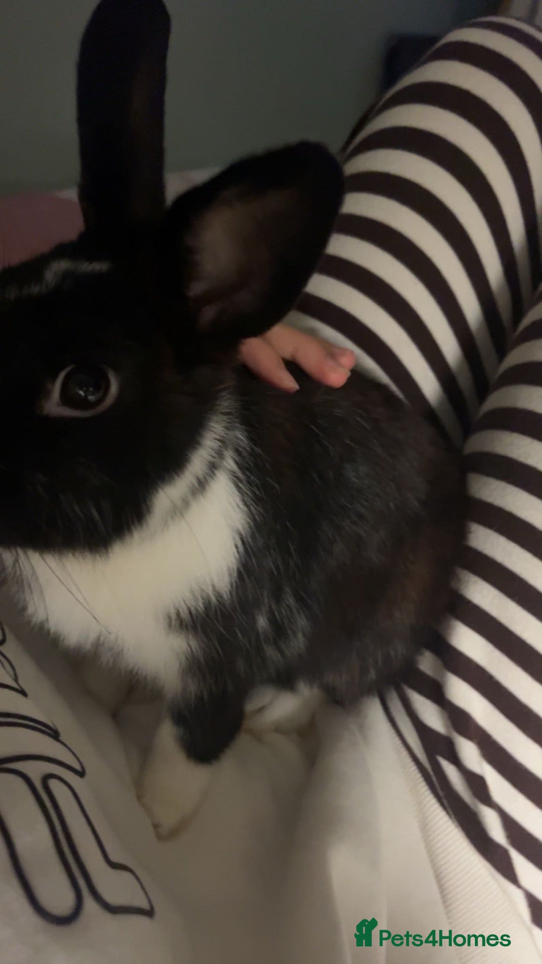 Dutch rabbits Male Dutch Well Handled Bunny Rabbit  - Advert 11