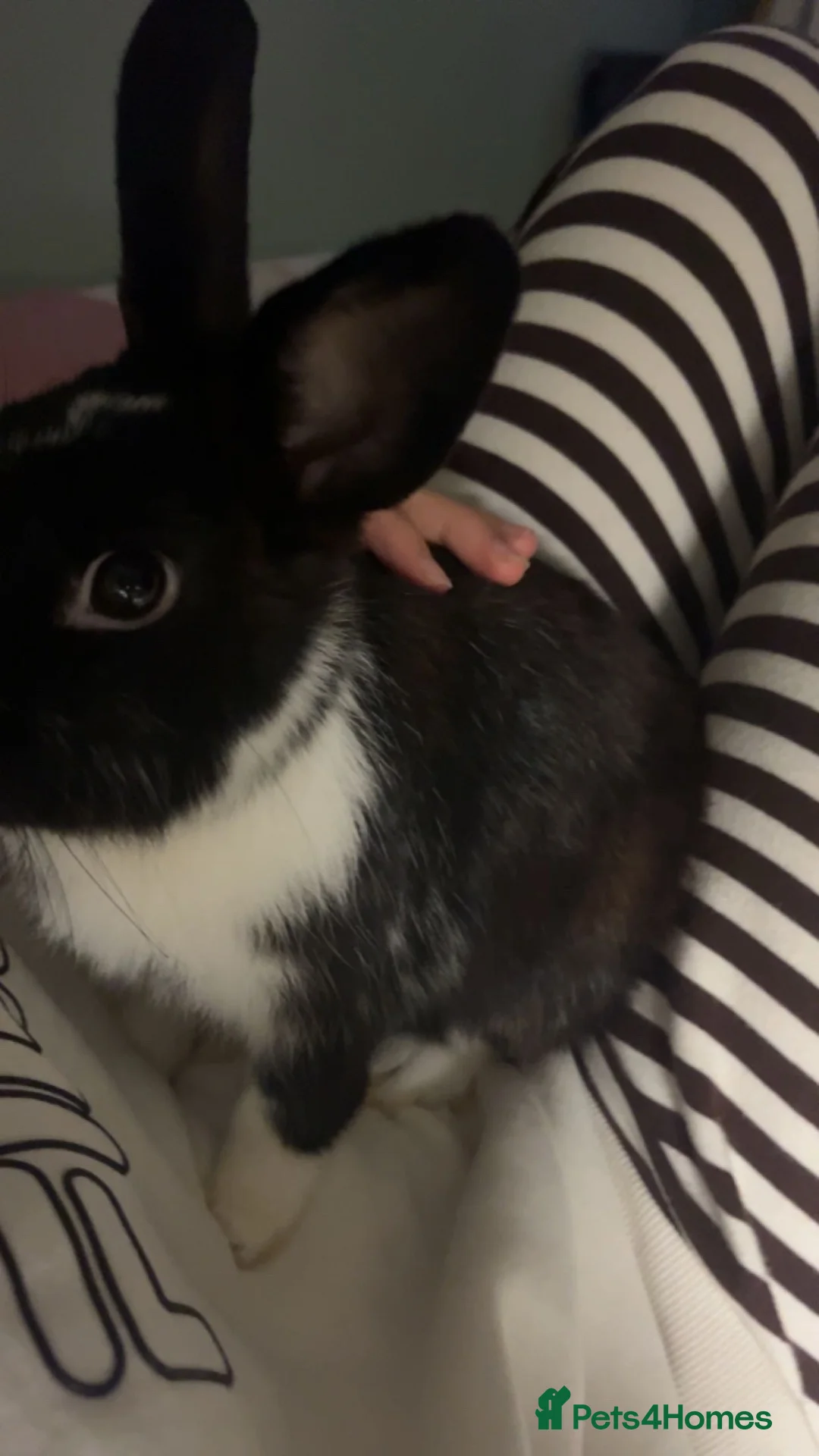 Dutch rabbits for sale: Male Dutch Well Handled Bunny Rabbit  in Saint Columb - Advert 1