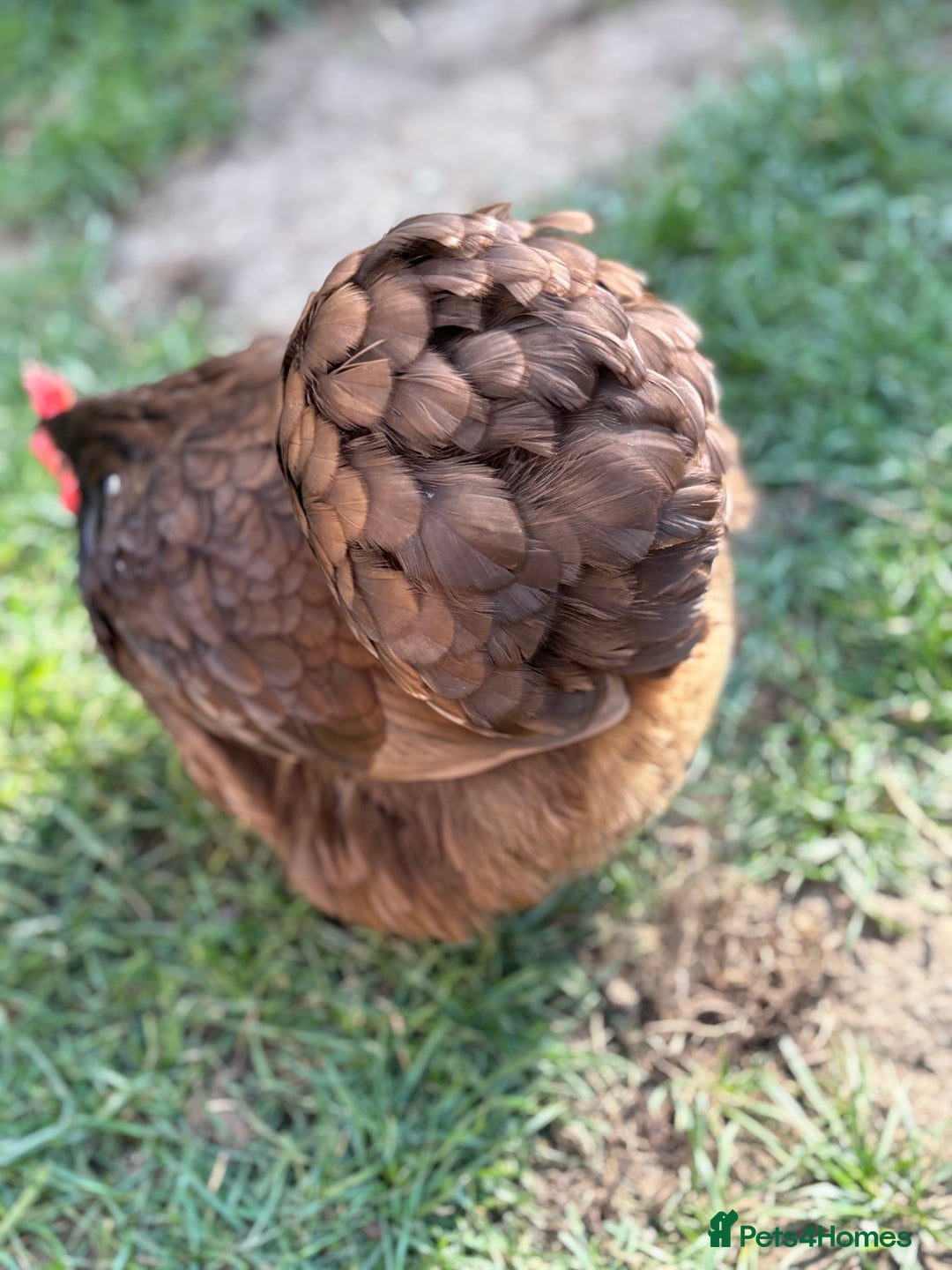 Chickens poultry for sale: Full set up including hens - Image 7