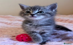 Ragdoll cats for sale: Ragdoll Cross Maine Coon Kitten - Image 11