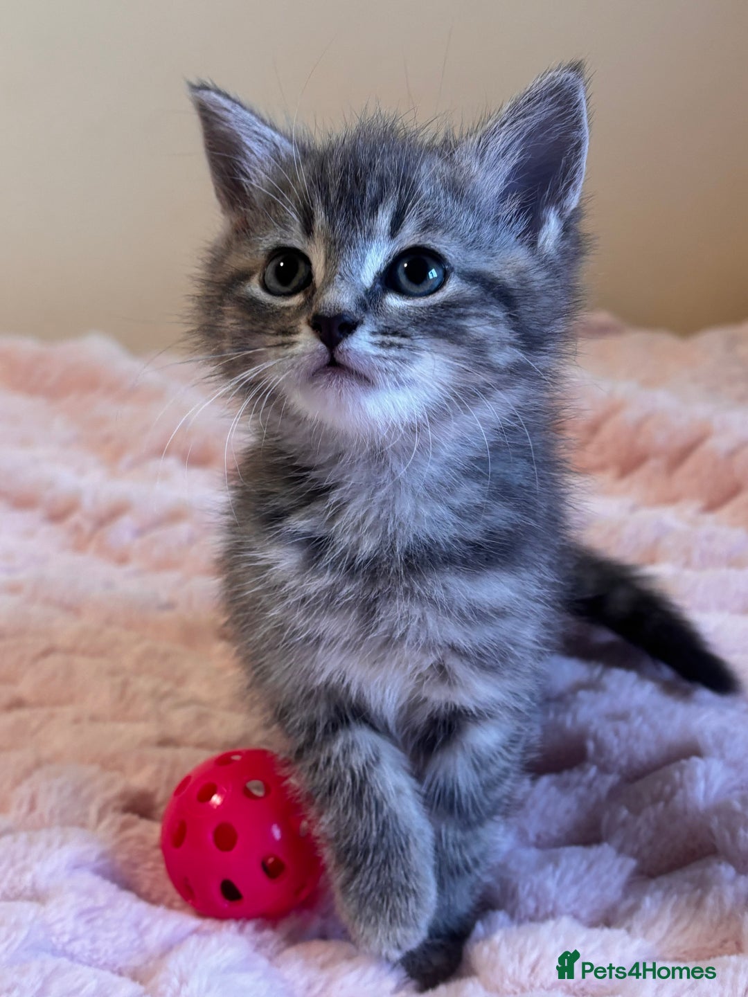 Ragdoll cats for sale: Ragdoll Cross Maine Coon Kitten - Image 11