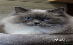 Ragdoll cats for sale: Pure Breed Ragdoll Kittens 1 Boy and 1 Girl - Image 10