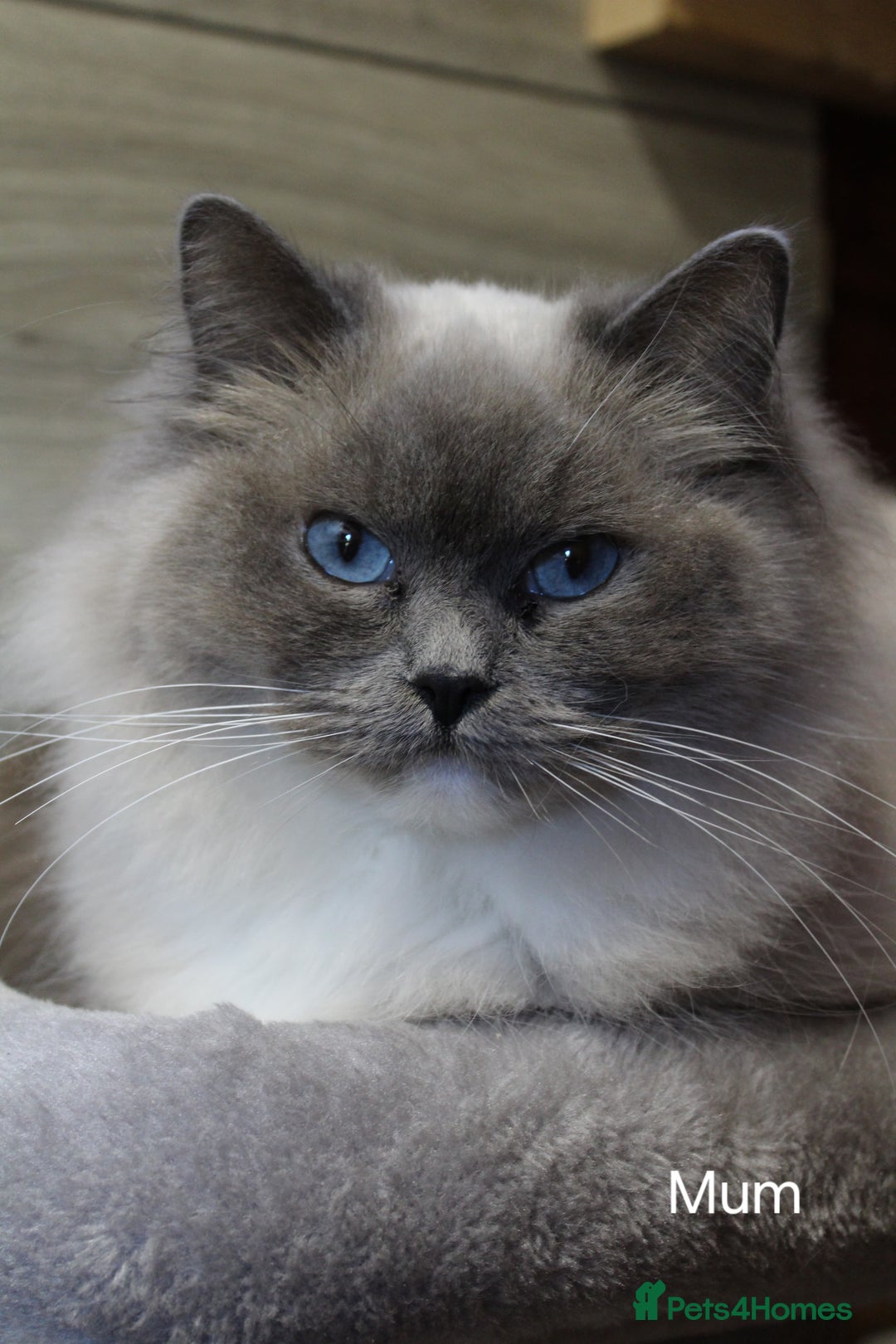 Ragdoll cats for sale: Pure Breed Ragdoll Kittens 1 Boy and 1 Girl - Image 10