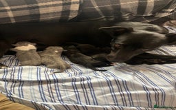 Lurcher dogs for sale: Gorgeous Lurcher pup!  - Image 14