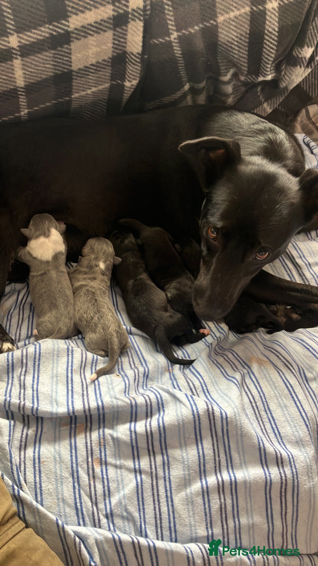 Lurcher dogs for sale: Gorgeous Lurcher pup!  - Image 14