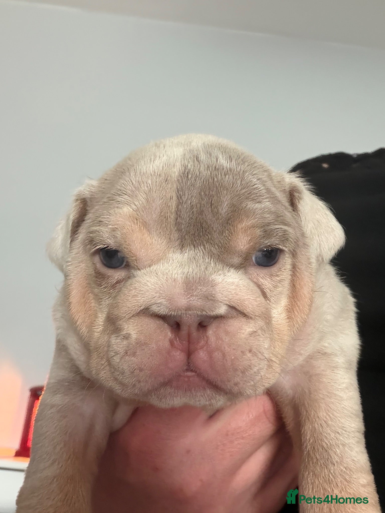 English Bulldog dogs Kc reg Incredible litter health tested Parents  - Advert 1