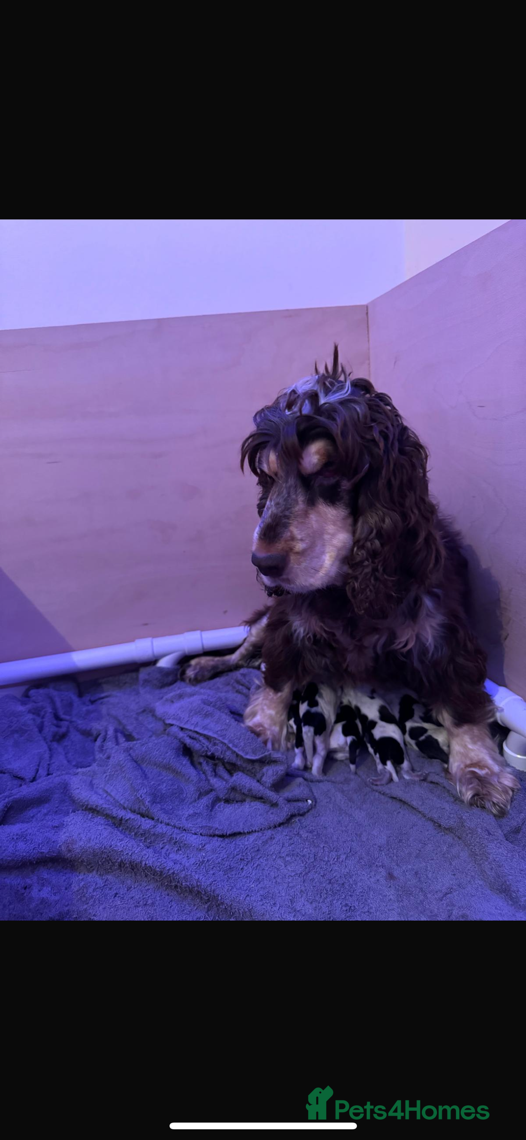 Cocker Spaniel dogs for sale: KC Registered Cocker Spaniels - Blue Roan - Image 10