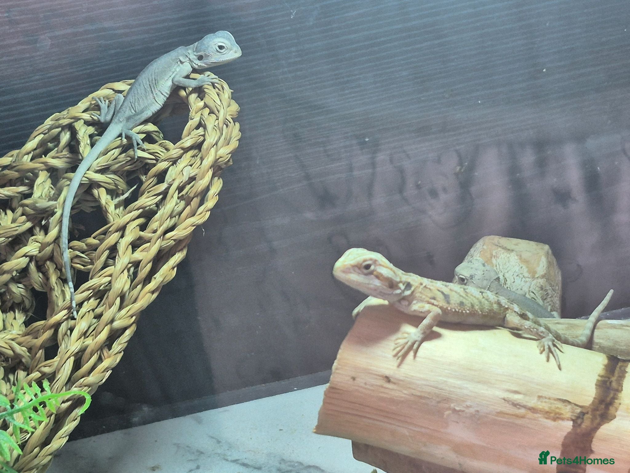Bearded Dragon reptiles Baby bearded dragons  - Advert 2