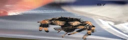 Spiders invertebrates for sale: Phiddipus Regius Jumping Spiders - Advert 6