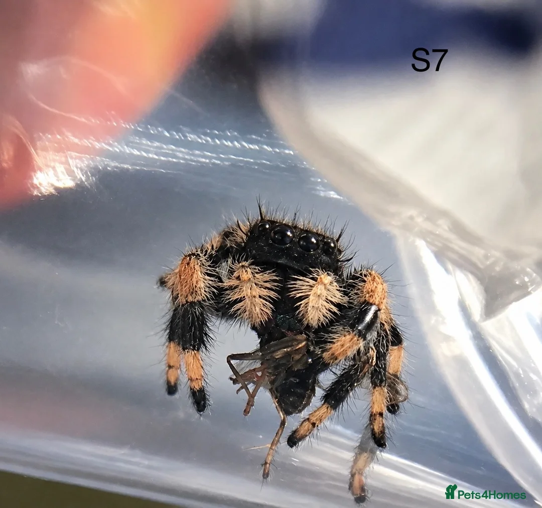 Spiders invertebrates for sale: Phiddipus Regius Jumping Spiders - Advert 6