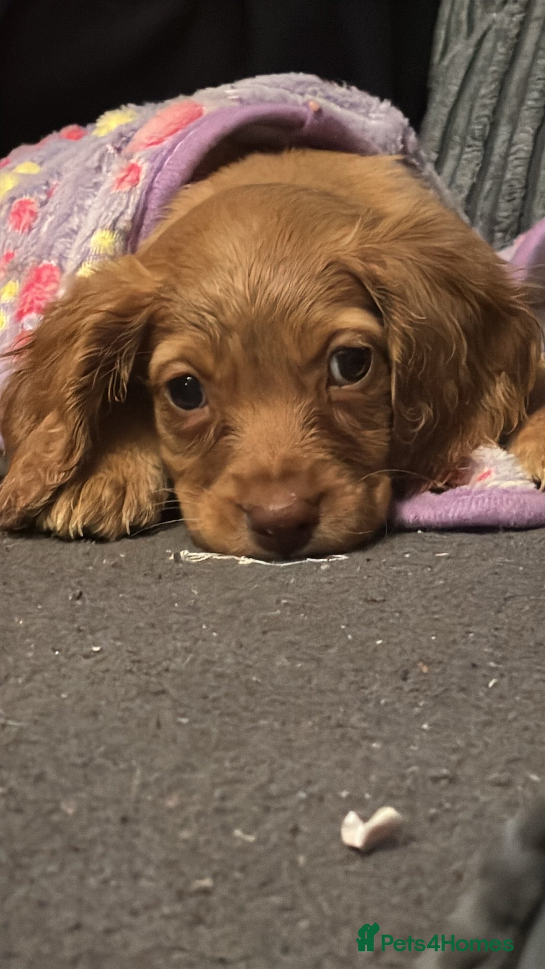 Cockapoo dogs for sale: Beautiful golden cockapoo - Advert 6