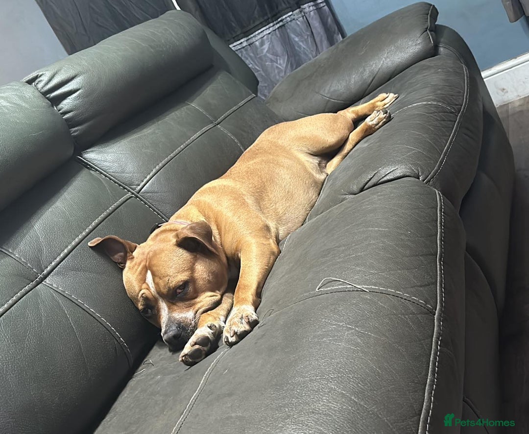 American Bull Staffy dogs for sale: American Staffordshire bull terrier - Image 2
