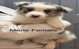 Border Collie dogs for sale: 6 Beautiful B&W & Merle Border Collie Puppies 🐶  - Image 5