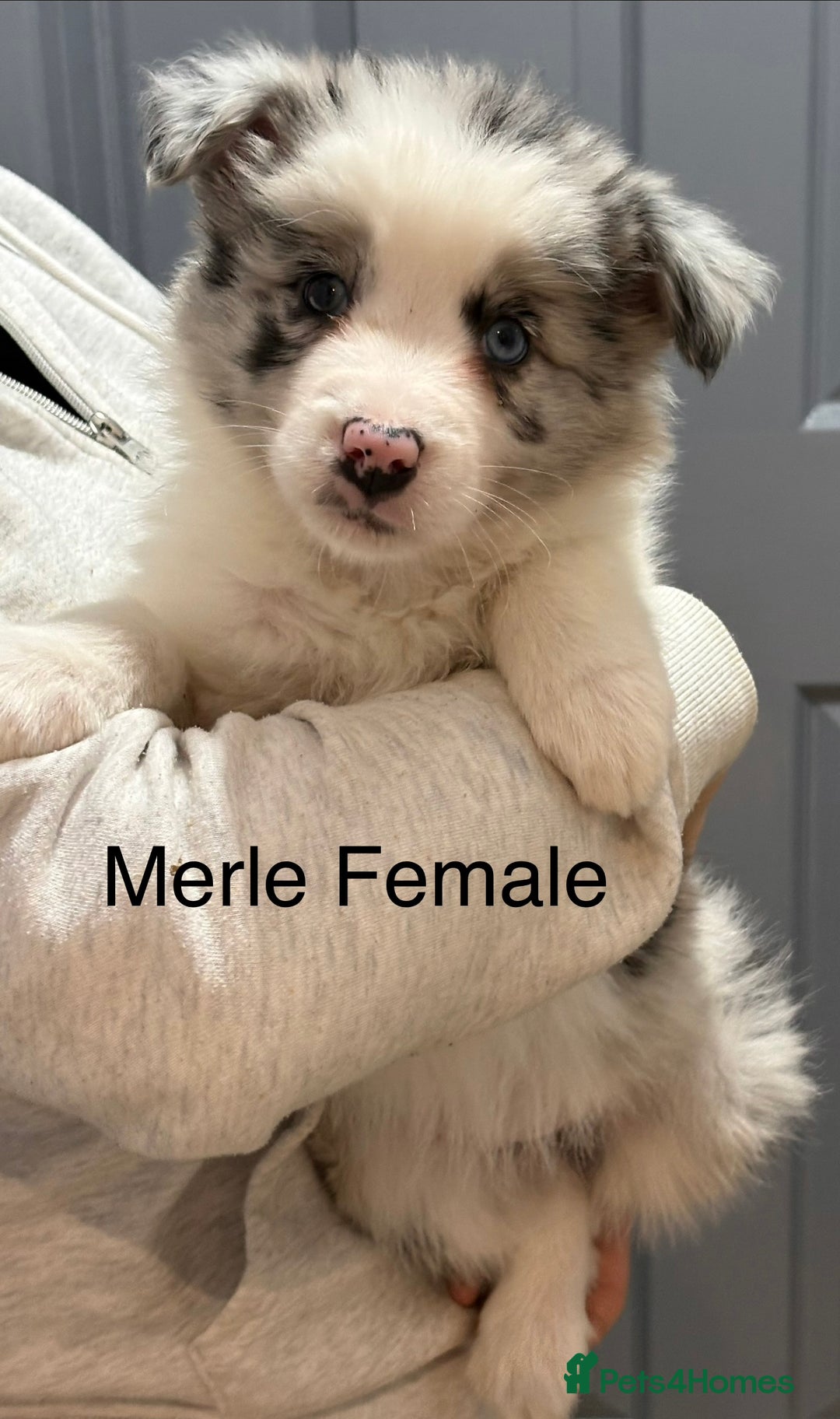 Border Collie dogs for sale: 6 Beautiful B&W & Merle Border Collie Puppies 🐶  - Image 5