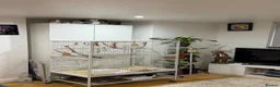 Conures birds for sale: GREEN CHEEK CONURE & PINEAPPLE CONURE - Advert 3