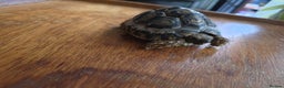 Tortoise reptiles for sale: Baby Leopard Tortoises - Advert 4