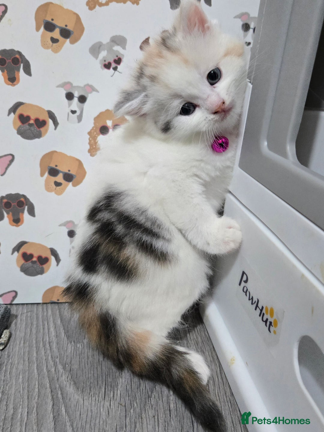 Brazilian Shorthair cats for sale: British shorthair x Persian  - Advert 29