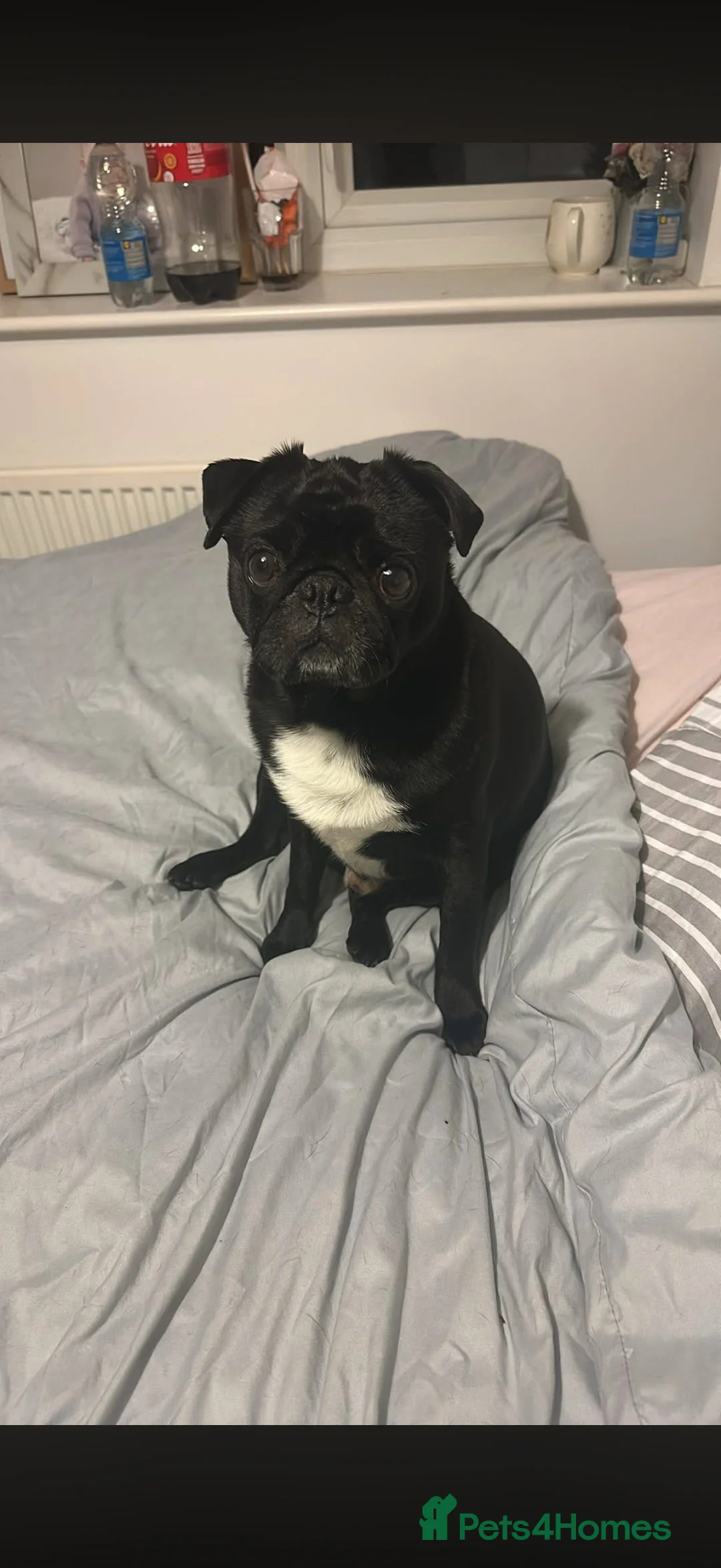 Pug dogs for sale: STUNNING PUGS in Hull - Advert 12