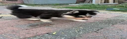 Siberian Husky dogs for sale: Puppies ready to go in London - Advert 4