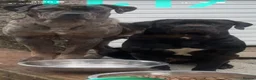 Cane Corso dogs for sale: 🐾 Cane corso litter with distinctive colours  🐾 in Plymouth - Advert 1
