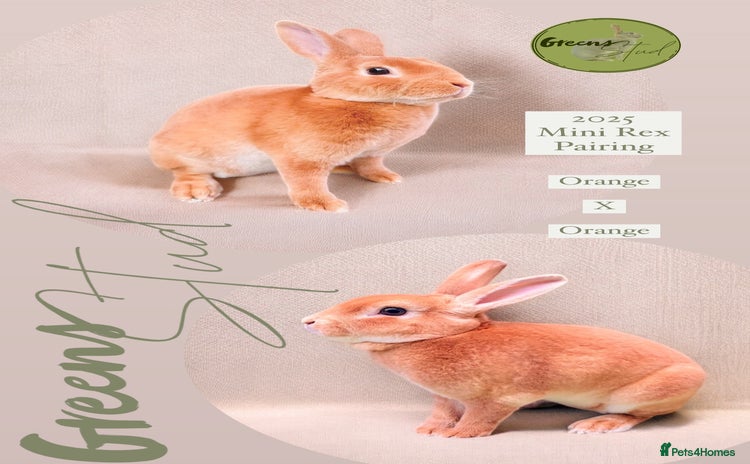 Rex rabbits - Advert 13
