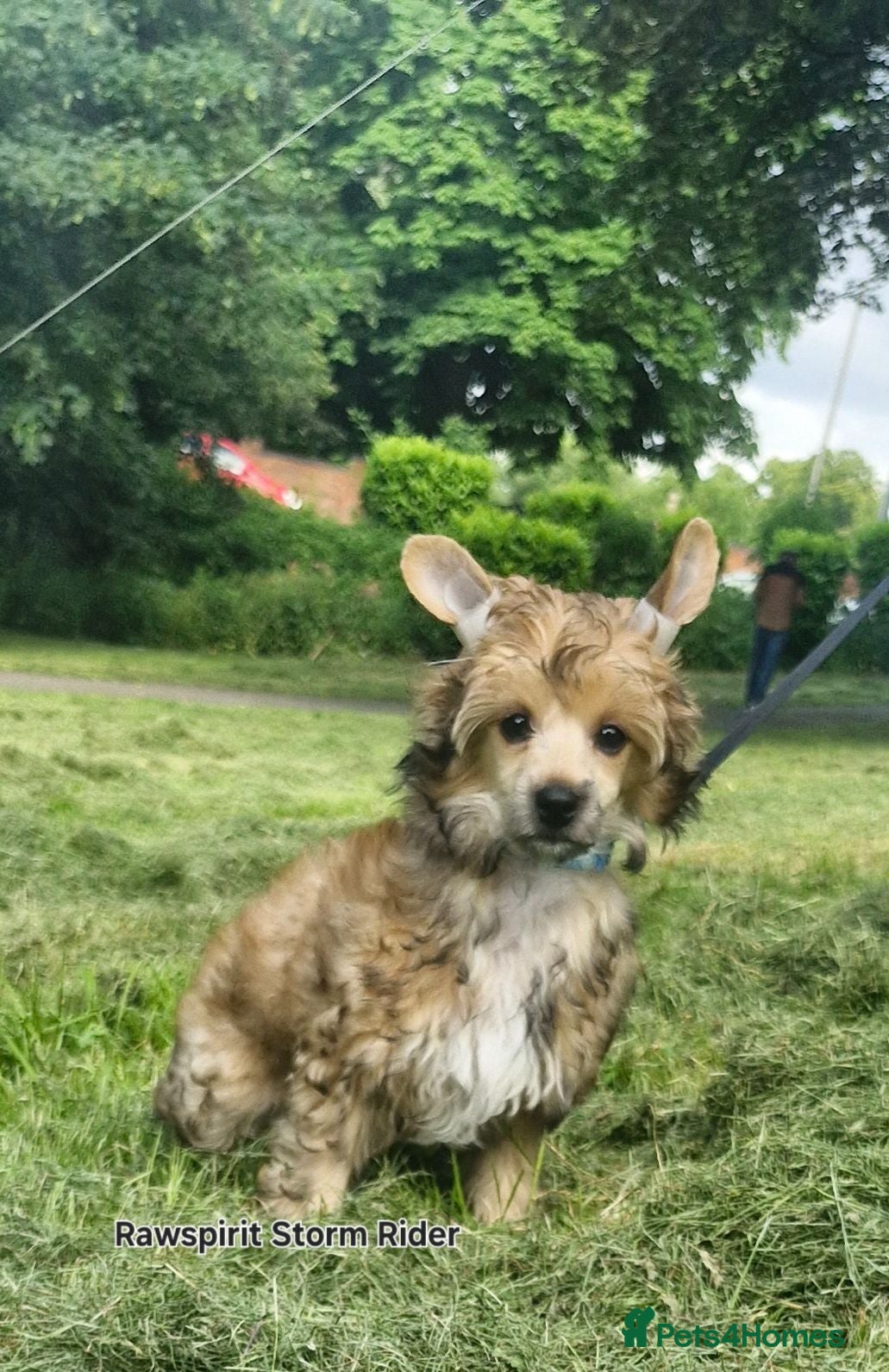 Chinese Crested dogs Kc reg beautiful puff puppies ready to new home  - Advert 1
