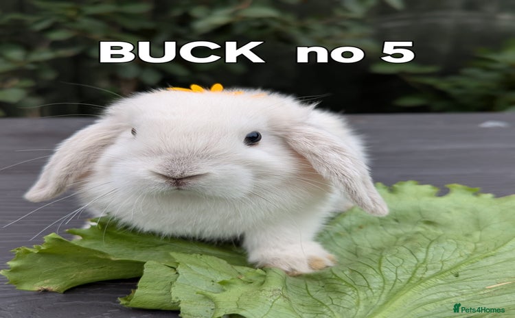 Mini Lop rabbits - Advert 3