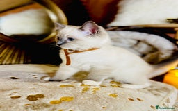 Ragdoll cats for sale: QUALITY GCCF RAGDOLLS KITTENS READY NOW  - Image 13