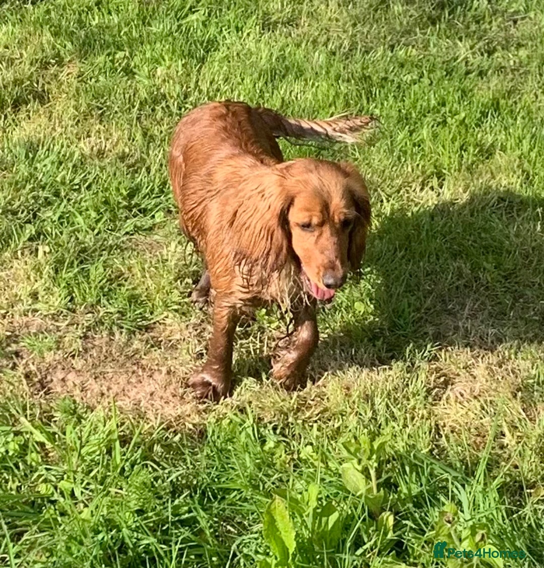 Cocker Spaniel dogs for sale: Beautiful KC Cocker Spaniel for sale!!!  - Image 4