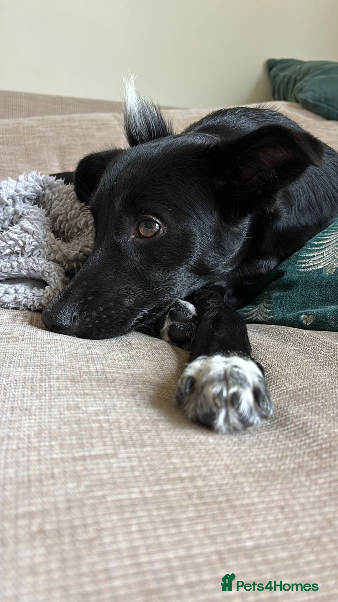Mixed Breed dogs for adoption: 💙🐶 CORNISHON 🐶💙 - Image 21