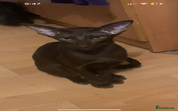 Oriental cats for sale: GCCF Oriental Shorthair Neutered Female For Sale - Image 4