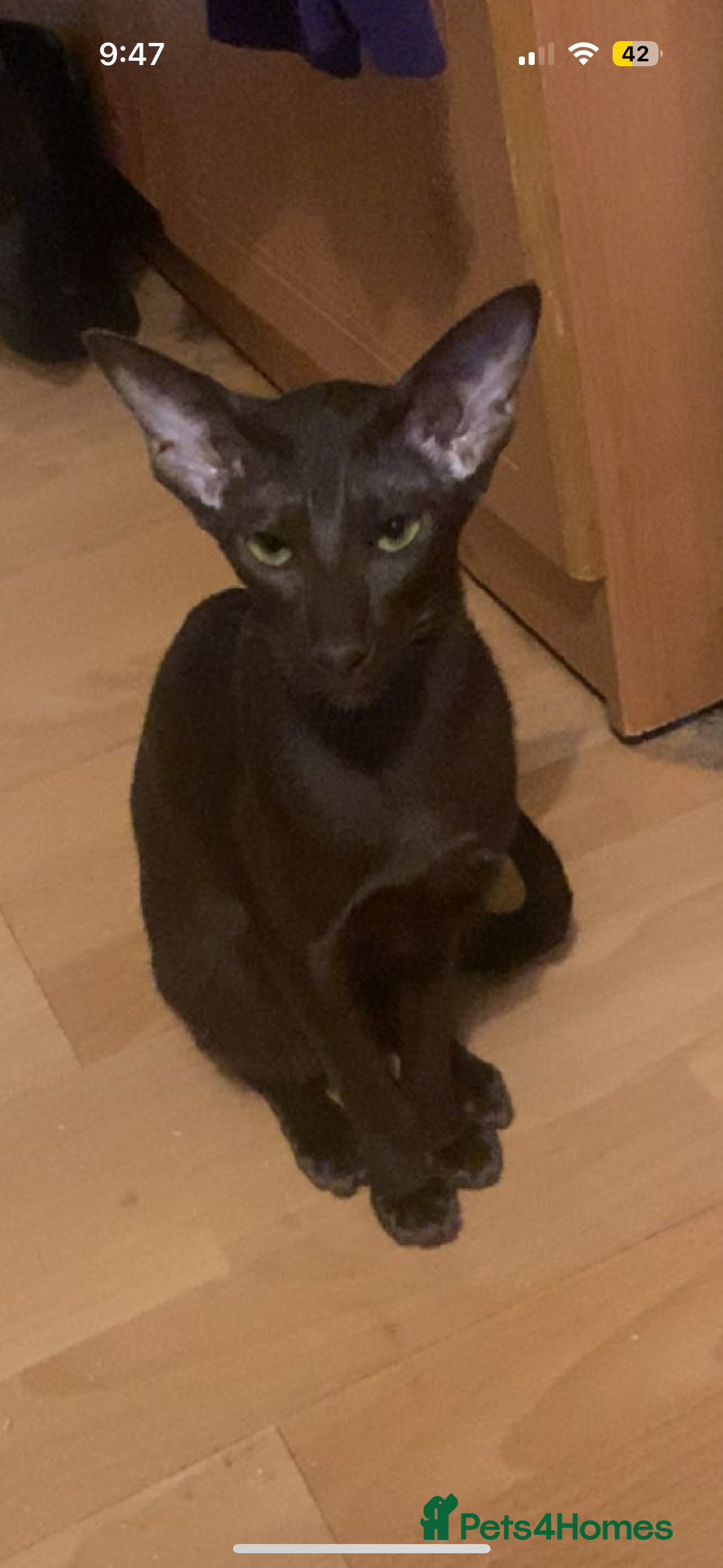 Oriental cats for sale: GCCF Oriental Shorthair Neutered Female For Sale - Image 4