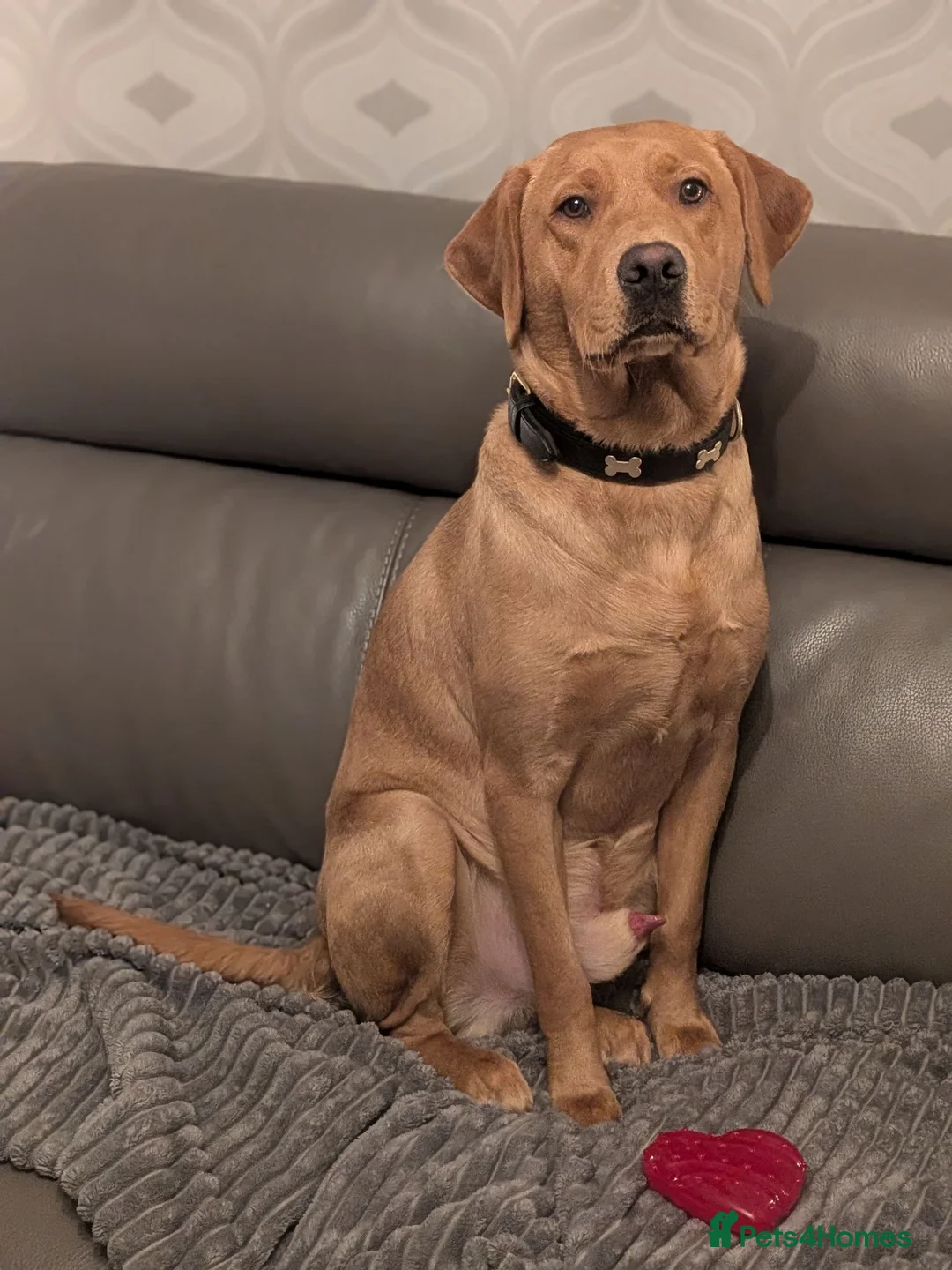 Labrador Retriever dogs for stud: STUD! Fox red Labrador - Advert 1