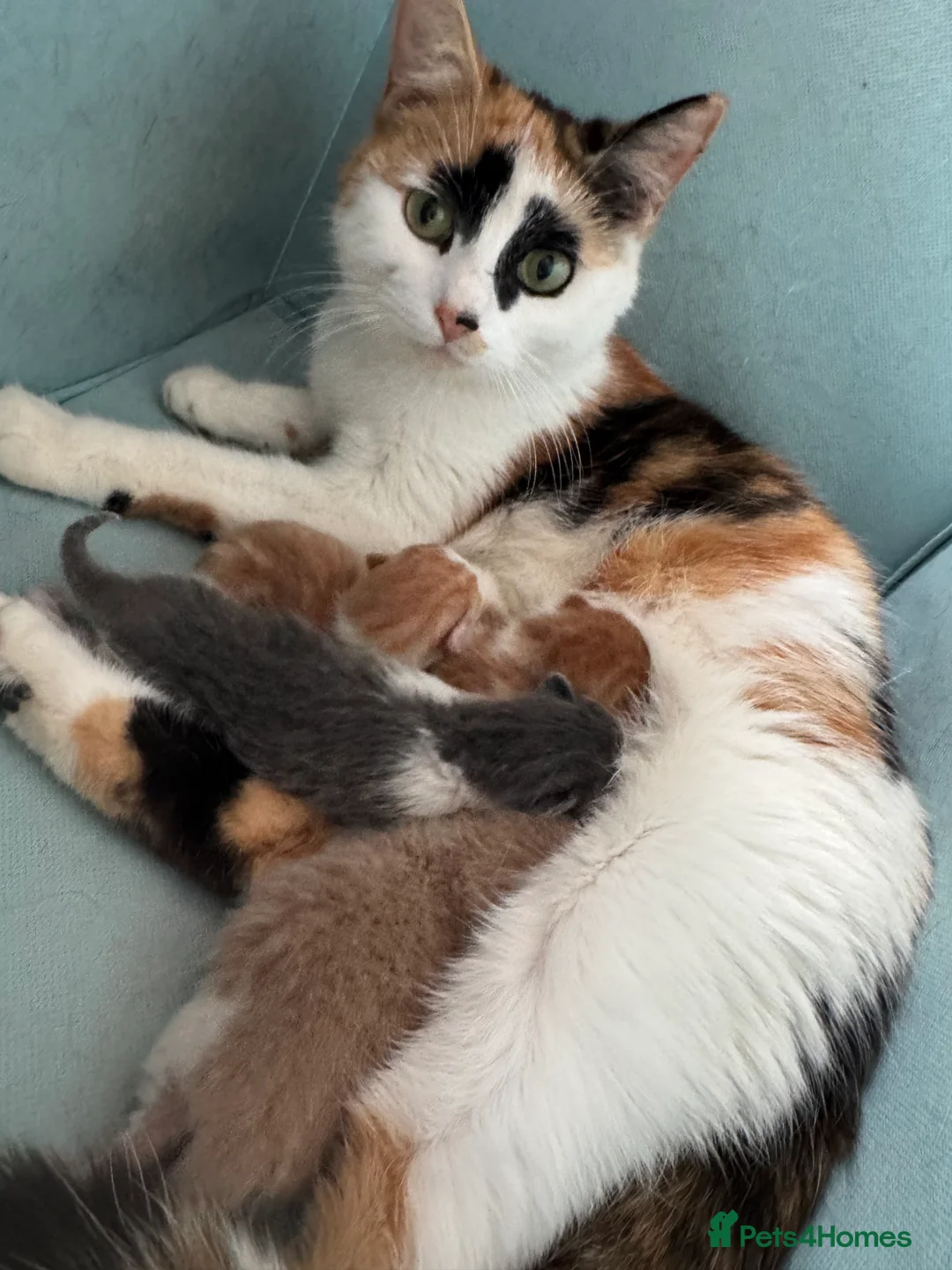 Mixed Breed cats for sale: Kittens - Advert 24