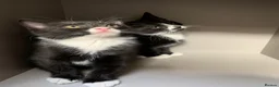 Mixed Breed cats for sale: Kittens  - Advert 8