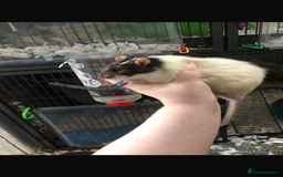 Rat rodents for sale: 3 in tact male rats - Image 2