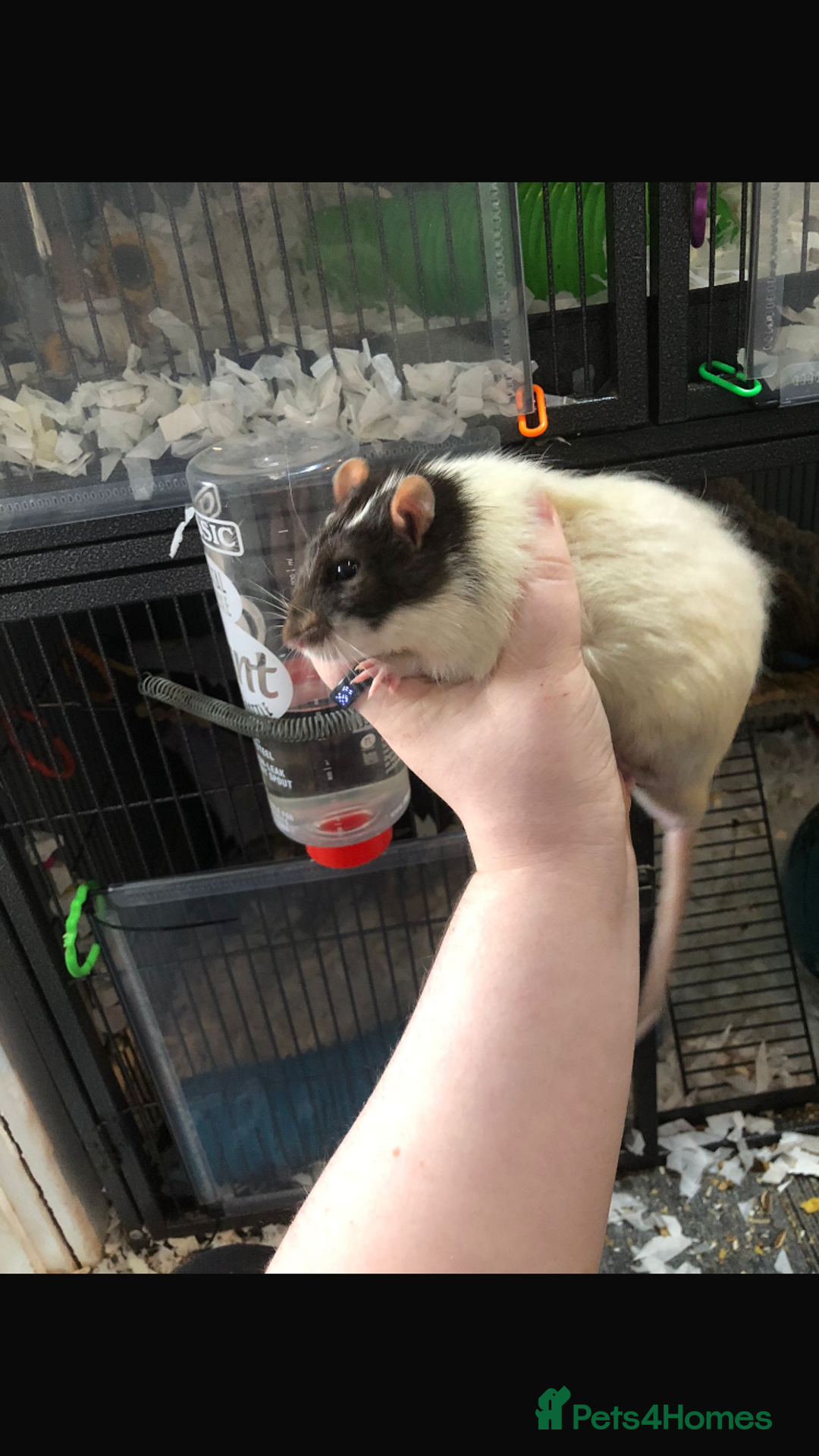 Rat rodents for sale: 3 in tact male rats - Image 2