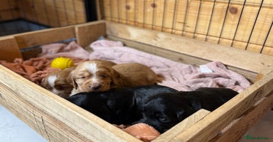 Cocker Spaniel dogs - Advert 2