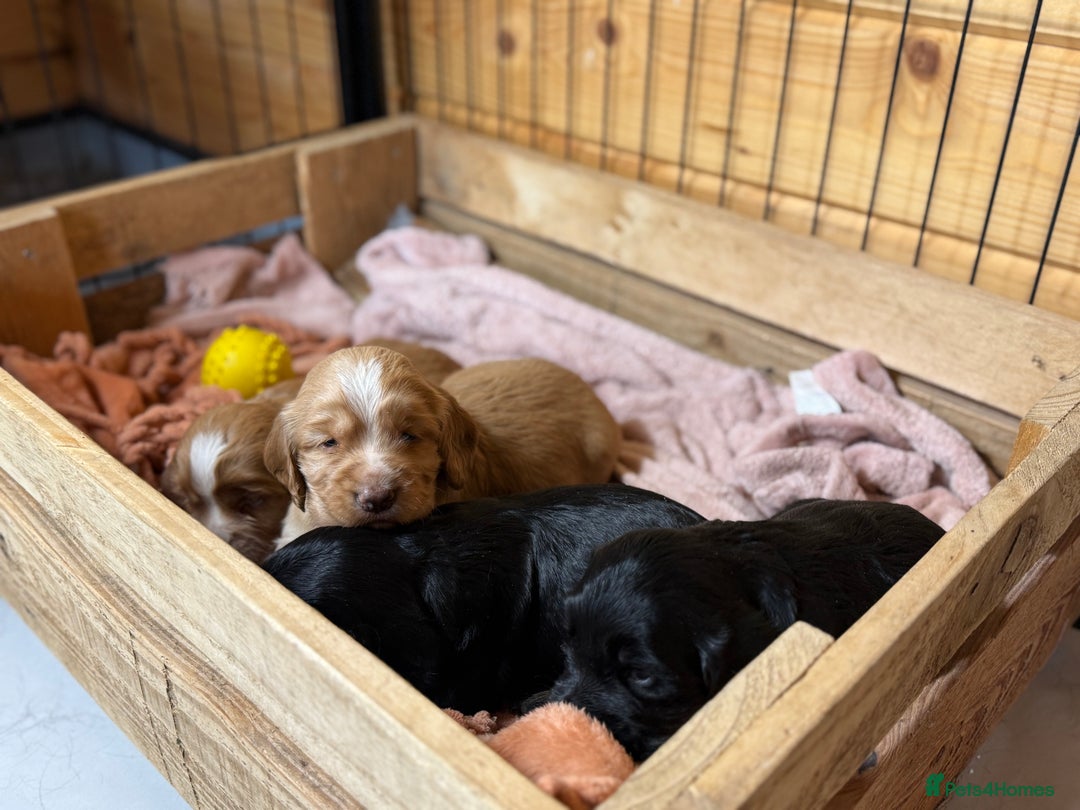 Cocker Spaniel dogs for sale: Cracking Pedigree Family Cocker Spaniel Puppys - Image 2