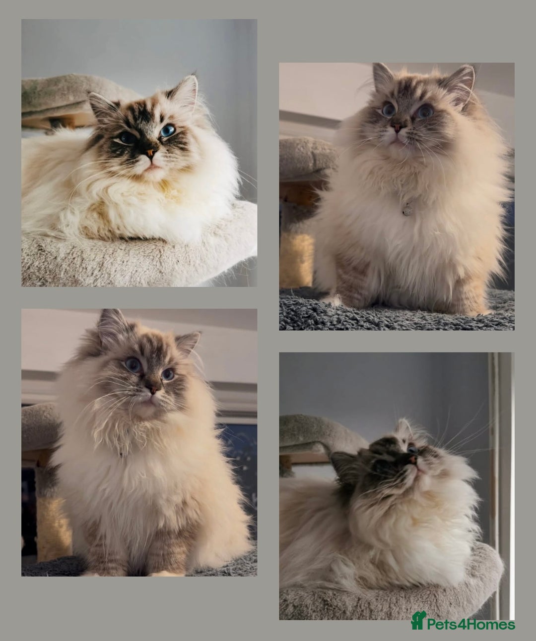 Ragdoll cats for sale: Breeding/show quality,Champion blood Ragdoll boy - Image 2