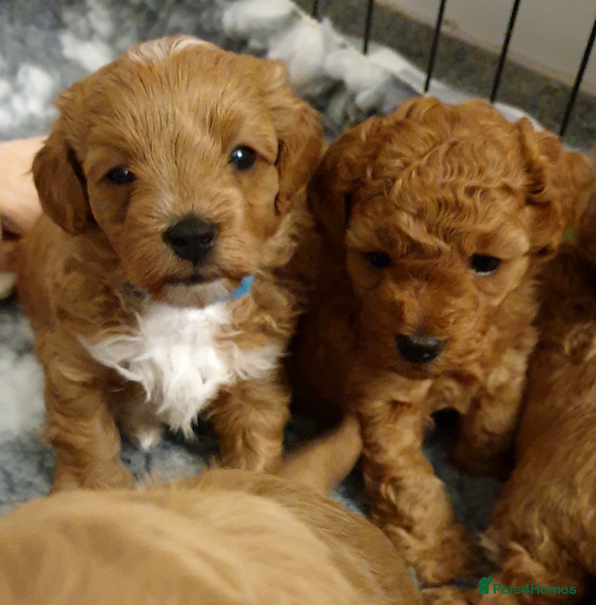 Mixed Breed dogs Cotonoodle/Cotonpoo F1b health tested parents - Advert 8