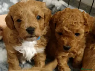 Mixed Breed dogs Cotonoodle/Cotonpoo F1b health tested parents - Advert 5