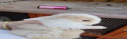 Chickens poultry for sale: Mini lop baby's  - Advert 8