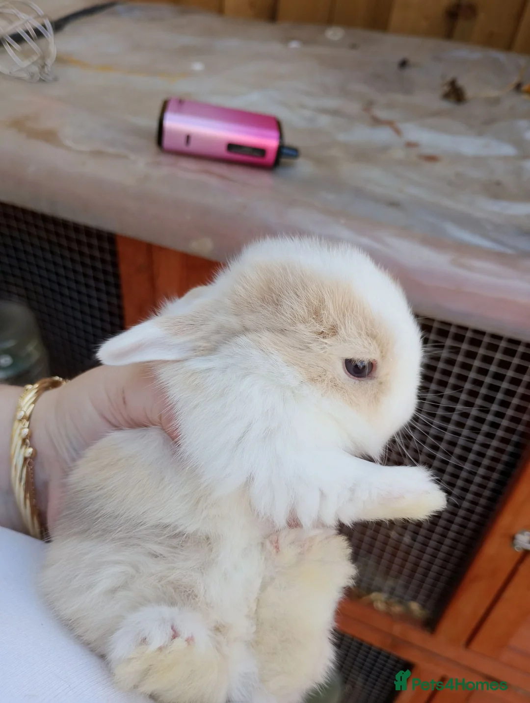 Chickens poultry for sale: Mini lop baby's  - Advert 8