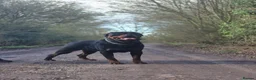 Rottweiler dogs for stud: HEALTH TESTED KC ROTTWEILER STUD 0/0 HIPS & ELBOWS - Advert 3