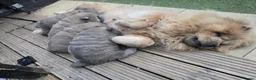 Chow Chow dogs for sale: 🧸🐾 Beautiful Chow Chow puppies 🐾🧸 - Advert 3