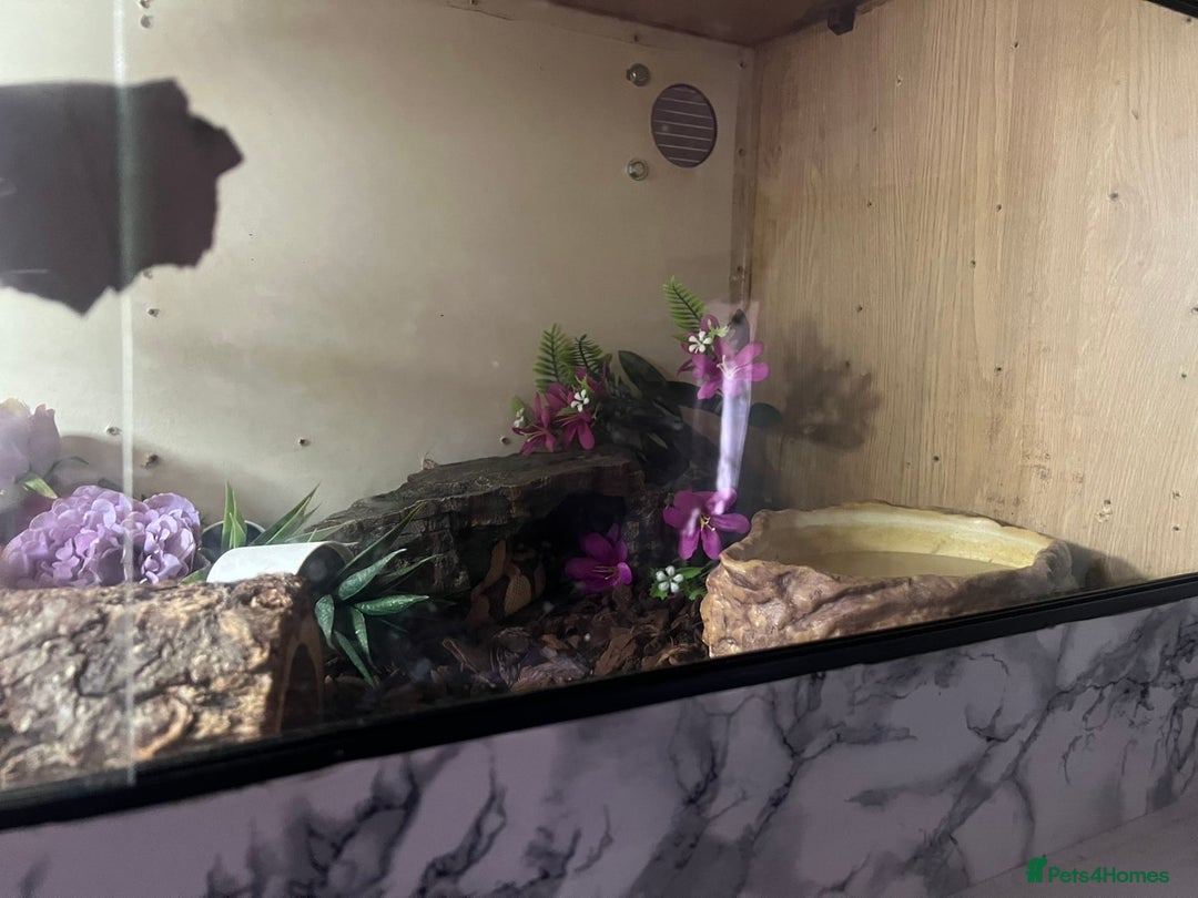 Python Snake reptiles for sale: Beautiful female ball python and set up  - Advert 8