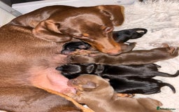 Miniature Dachshund dogs for sale: Smooth coat Minature Dacshund’s  - Image 4