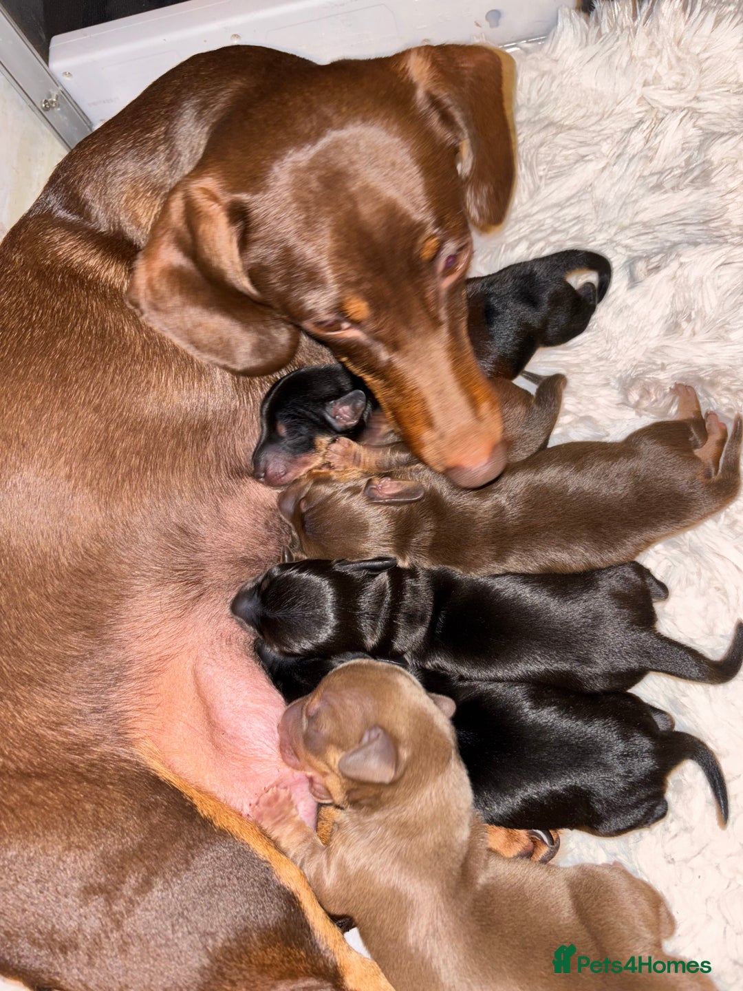 Miniature Dachshund dogs for sale: Smooth coat Minature Dacshund’s  - Image 4
