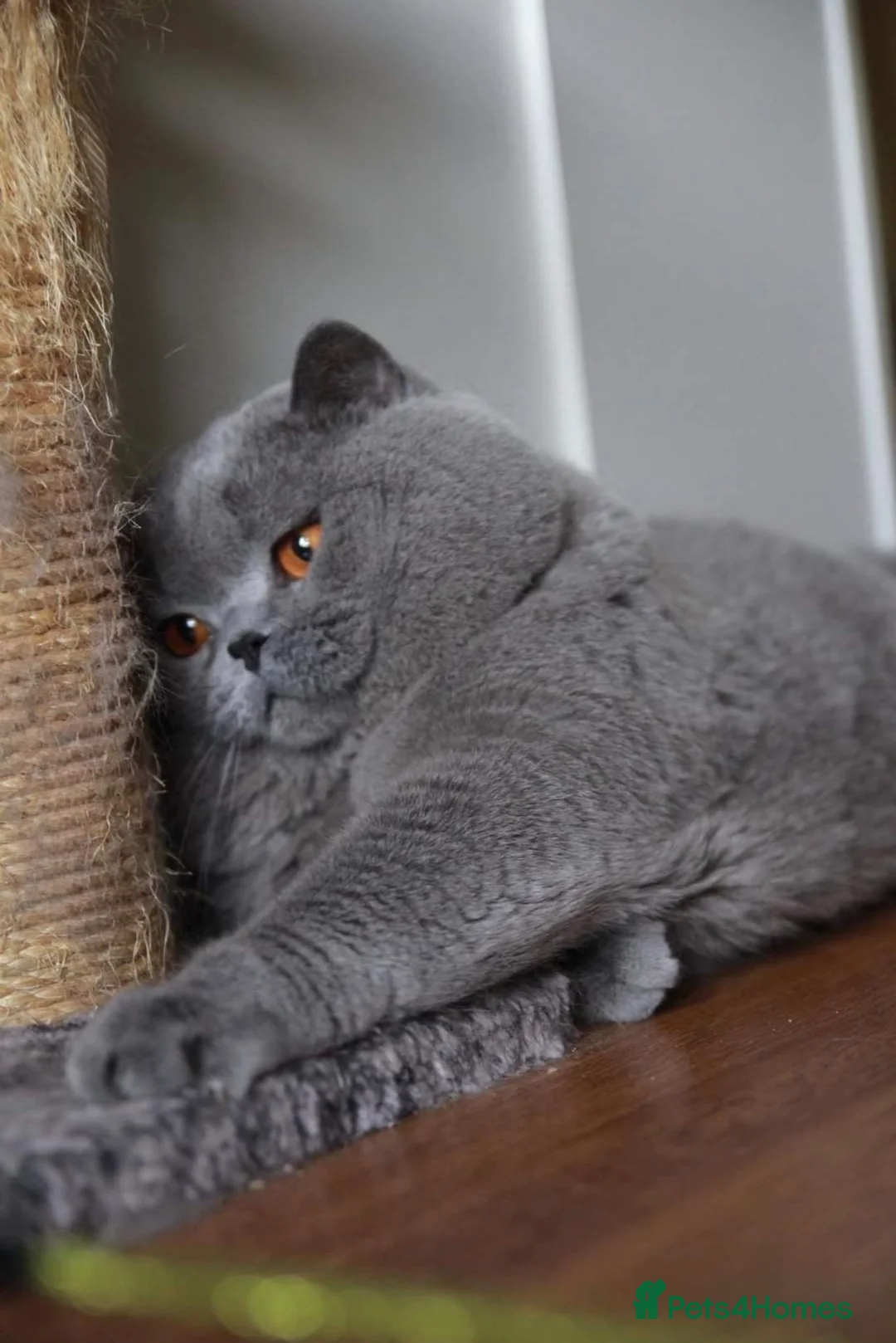 British Shorthair cats for stud: 👑 BRITISH SHORTHAIR STUD SERVICE AVAILABLE 👑 - Advert 2